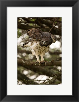 Framed Martial Eagle, Gol Kopjes, Serengeti National Park, Tanzania Print