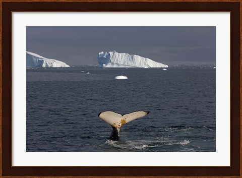 Framed Humpback whale, Western Antarctic Peninsula Print