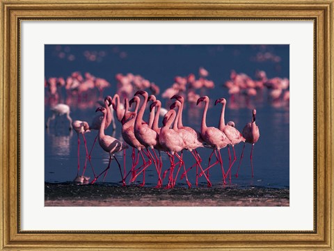 Framed Lesser Flamingo, Kenya Print