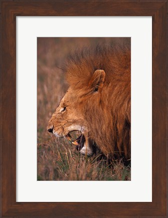 Framed Male Lion, Masai Mara, Kenya Print