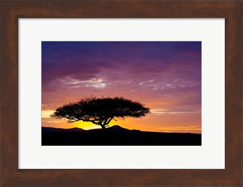 Framed Kenya, Masai Mara. Sunrise silhouette, acacia tree Print