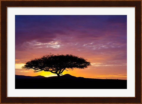 Framed Kenya, Masai Mara. Sunrise silhouette, acacia tree Print