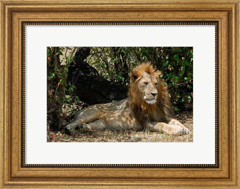 Framed Kenya, Masai Mara Game Reserve, lion in bushes Print