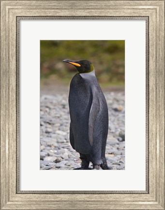 Framed Melanistic king penguin, King Penguins Print