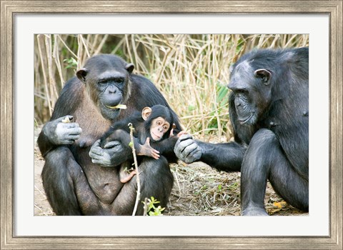 Framed Kenya, Chimpanzees at Sweetwaters Tented Camp Print