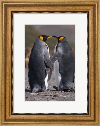 Framed King penguins, mating ritual Print