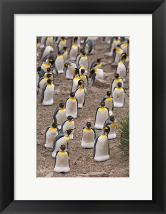 Framed King penguins, Salisbury Plain Print