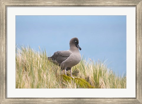 Framed Light-mantled sooty albatross bird, Gold Harbor Print