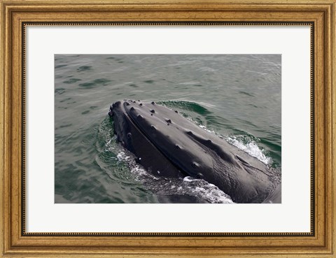 Framed Close up of Humpback whale, western Antarctic Peninsula Print