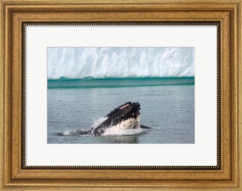 Framed Humpback whale, Antarctic Print