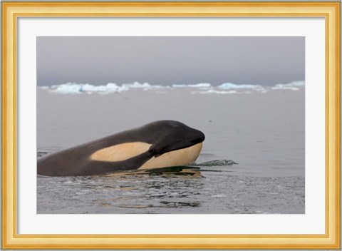 Framed Killer whale, Western Antarctic Peninsula Print