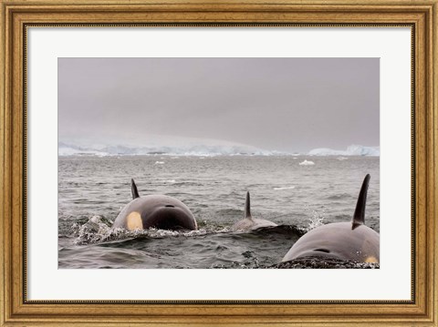 Framed Killer whales pod, western Antarctic Peninsula Print