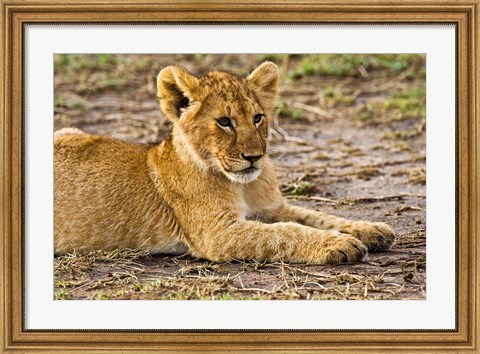 Framed Lion Cub Laying in the Bush, Maasai Mara, Kenya Print