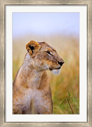 Framed Lion Sitting in the High Grass, Maasai Mara, Kenya Print