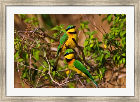 Framed Little Bee-eater tropical bird, Maasai Mara, Kenya Print