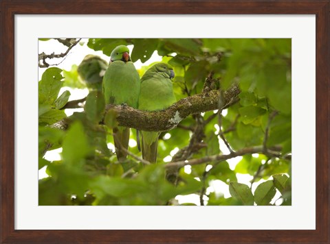 Framed Mauritius, Black River Gorges, Parakeet tropical bird Print