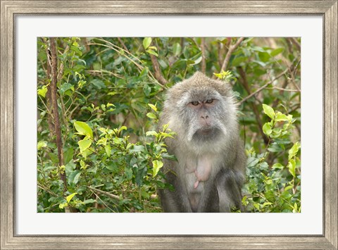 Framed Mauritius, Grand Bassin, Macaque monkey, Hindu site Print