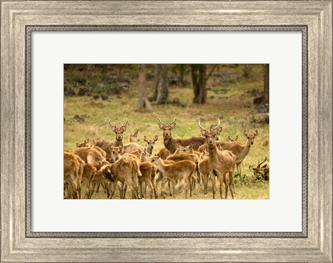 Framed Mauritius, Java deer wildlife Print