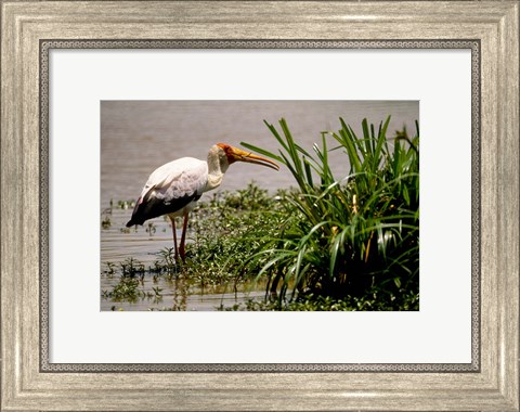 Framed Kenya. Masai Mara, Yellowbilled stork bird Print