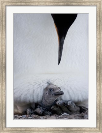 Framed King Penguin Chick Resting in Mother&#39;s Brood Pouch, Right Whale Bay, South Georgia Island, Antarctica Print