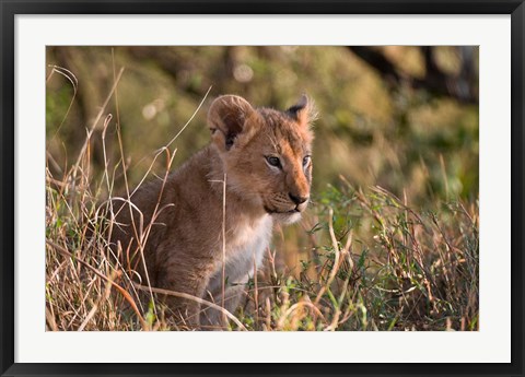 Framed Lion cub, Masai Mara National Reserve, Kenya Print