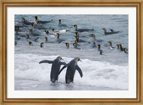 Framed King Penguin, Gold Harbor, South Georgia, Antarctica Print