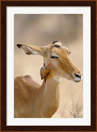 Framed Impala, Red-billed Oxpecker, Samburu Game Reserve, Kenya Print
