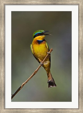 Framed Little Bee Eater, Bird, Samburu Game Reserve, Kenya Print