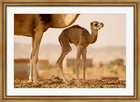 Framed Mauritania, Guelb Jmel, Little dromedary at the well Print