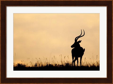 Framed Impala With Oxpecker Bird, Nakuru National Park, Kenya Print