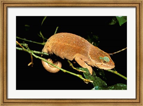 Framed Malagasy Chameleon on Branch, Montagne D&#39;Ambre National Park, Madagascar Print