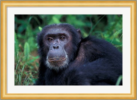 Framed Male Chimpanzee Relaxing, Gombe National Park, Tanzania Print