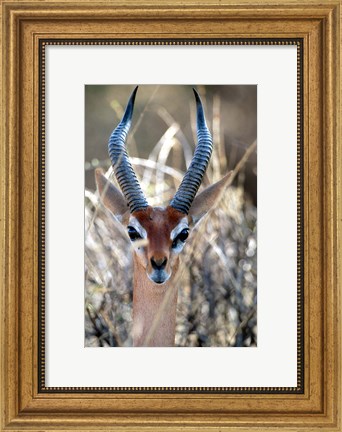 Framed Male Gerenuki with Large Eyes and Curved Horns, Kenya Print