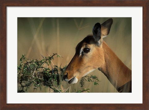 Framed Kenya, Lake Nakuru NP, Impala wildlife Print