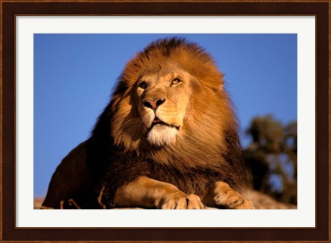 Framed Lion, Masai Mara, Kenya Print