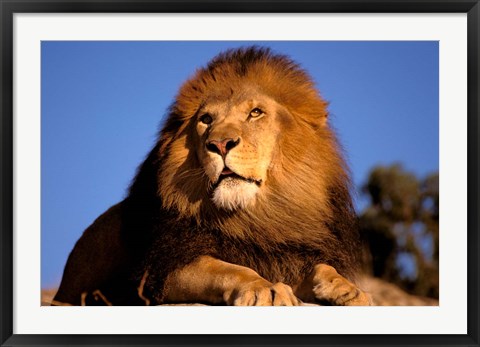 Framed Lion, Masai Mara, Kenya Print