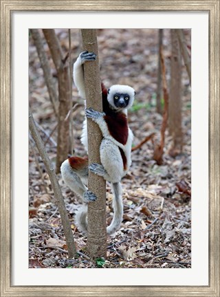 Framed Madagascar, Ankarafantsika Coquerels Sifaka primate Print