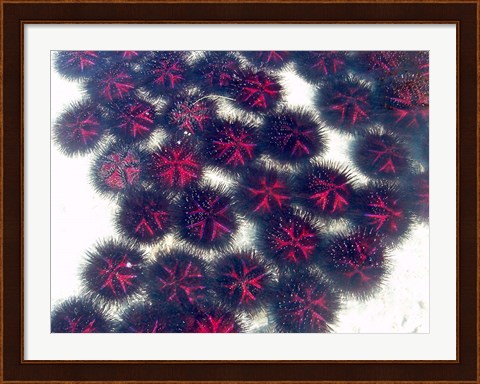 Framed Marine life, Sea urchins, Sarodrano, Madagascar Print