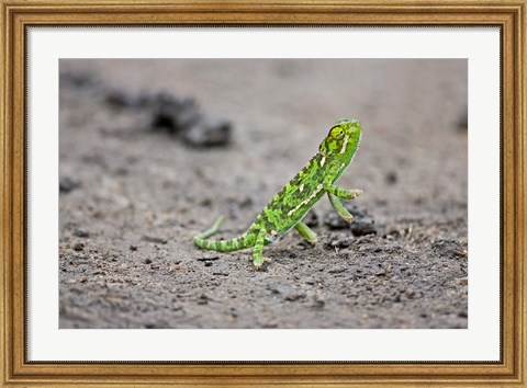 Framed Jackson&#39;s Chameleon lizard, Maasai Mara Kenya Print