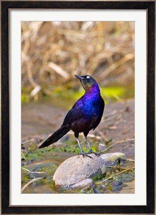 Framed Longtailed Glossy Starling bird, Maasai Mara Kenya Print