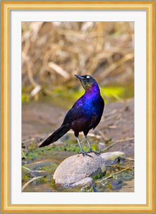 Framed Longtailed Glossy Starling bird, Maasai Mara Kenya Print