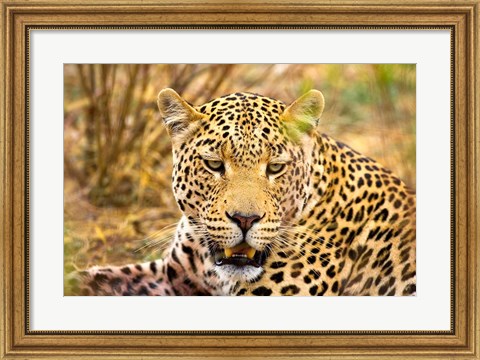Framed Leopard Profile at Africat Project, Namibia Print