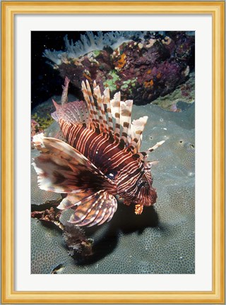 Framed Lionfish at Daedalus Reef Print
