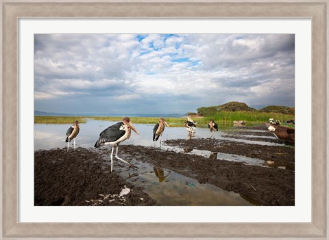 Framed Marabou Storks, fish market in Awasa, Ethiopia Print