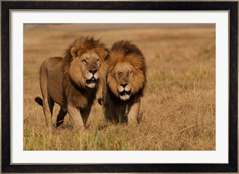 Framed Lions, Duba Pride Males, Duba Plains, Okavango Delta, Botswana Print