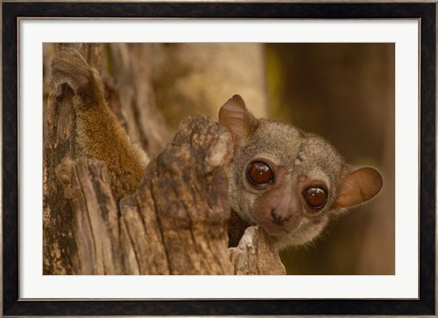 Framed Milne-Edwards sifaka primate, Ankarafantsika, Madagascar Print