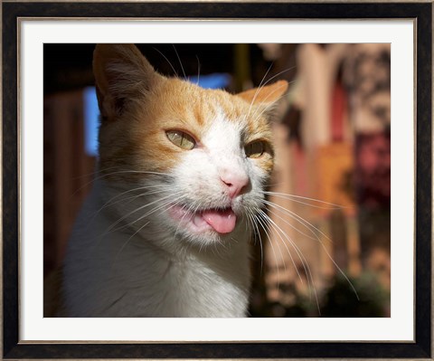 Framed Male, Orange Tabby Cat, Morocco Print