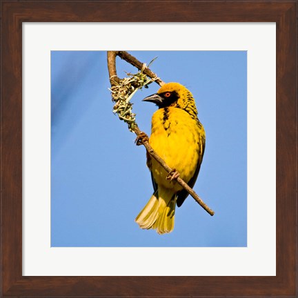 Framed Masked Weaver bird, Drakensberg, South Africa Print