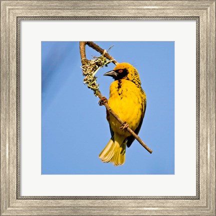 Framed Masked Weaver bird, Drakensberg, South Africa Print