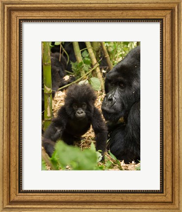 Framed Adult and baby Gorilla, Volcanoes National Park, Rwanda Print